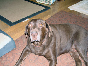 moose_new_300px.jpg